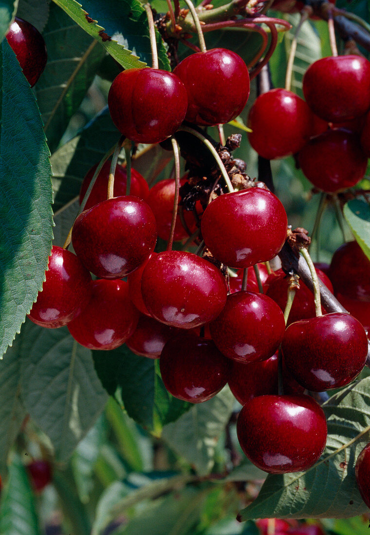 Sweet cherries (Prunus avium)