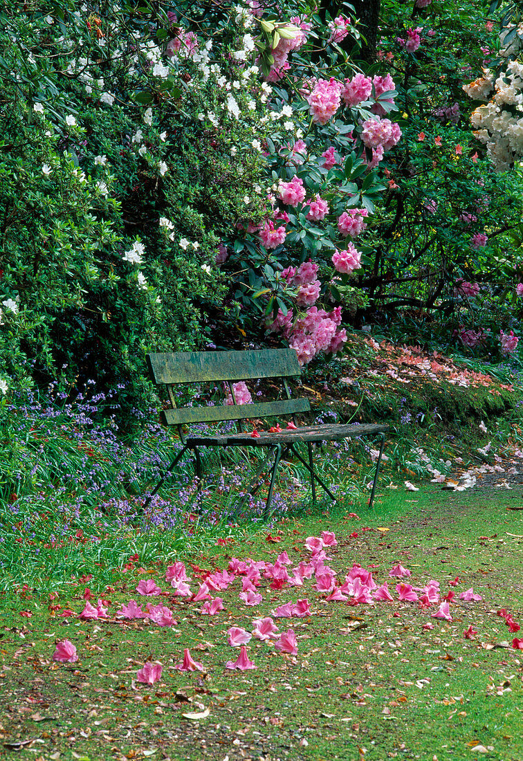 Garten IM FRÜHJAHR, AZALEEN UND Rhododendron