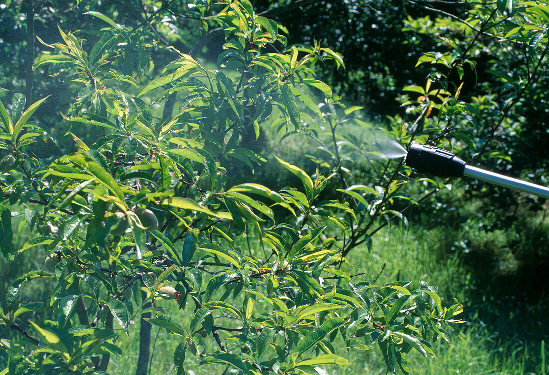 Prunus dulcis (Mandelbaum , suesse Mandel) gegen Krankheiten und Schädlinge spritzen