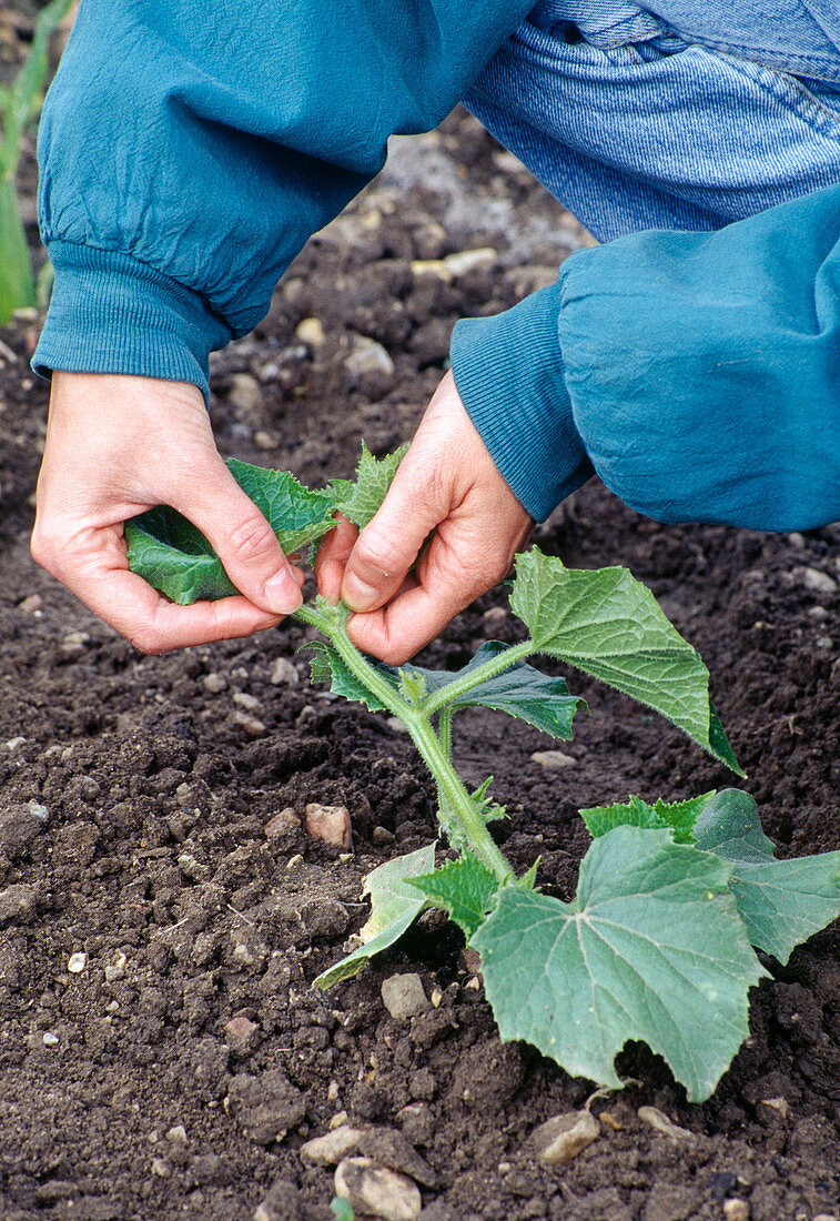 Woman cutting off cucumber, as the side shoots start producing more fruit