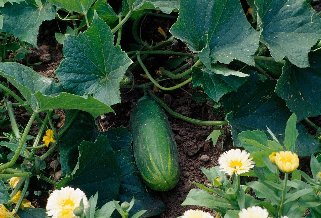 Cucumber in the vegetable patch