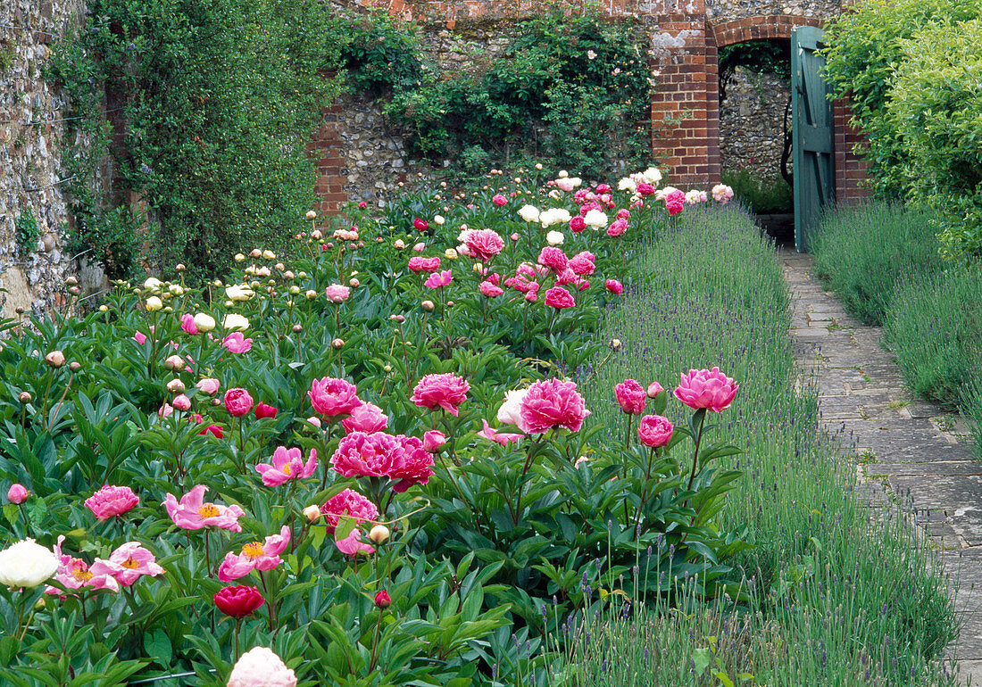 Paeonia (Pfingstrose), Lavandula (Lavendel)