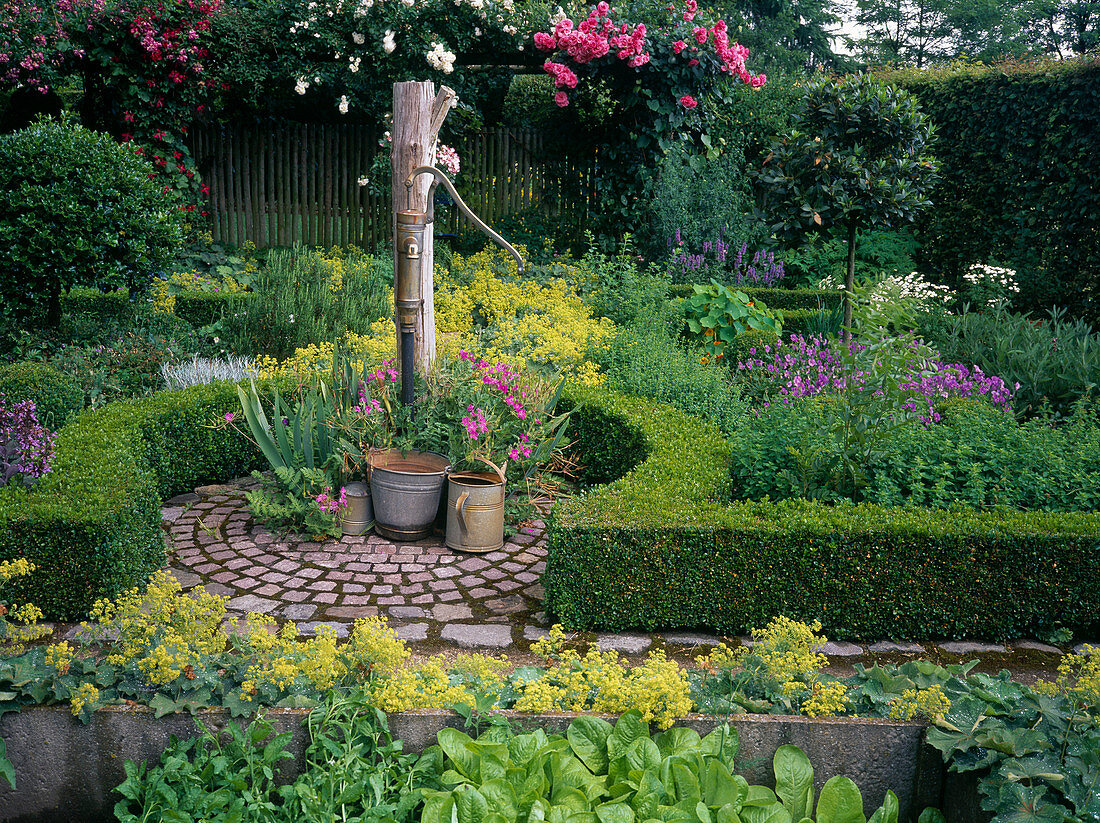 Cottage garden, Alchemilla mollis, Roses, Viola cornuta, Buxus