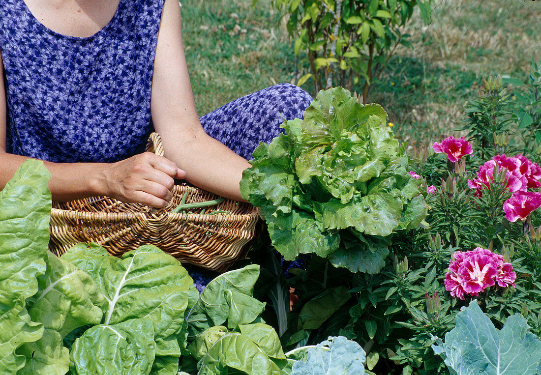 Frau erntet Salat (Lactuca) im Beet