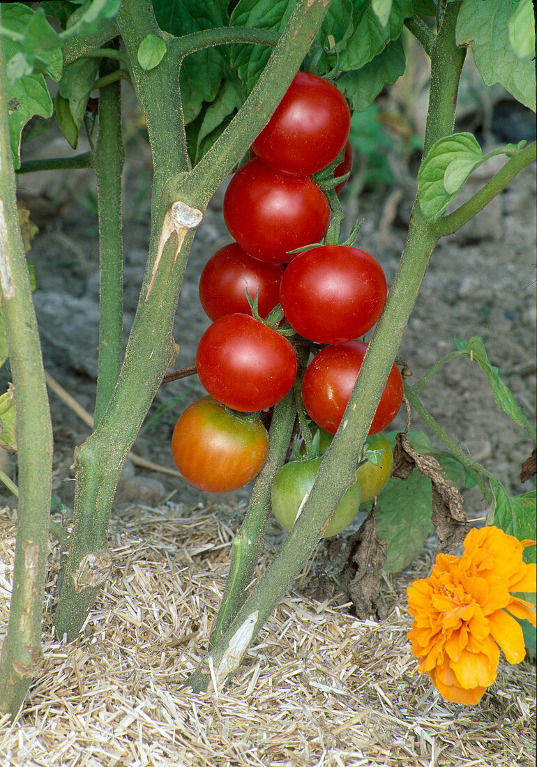 Tomate (Lycopersicon) im Beet mit Flachshaecksel mulchen