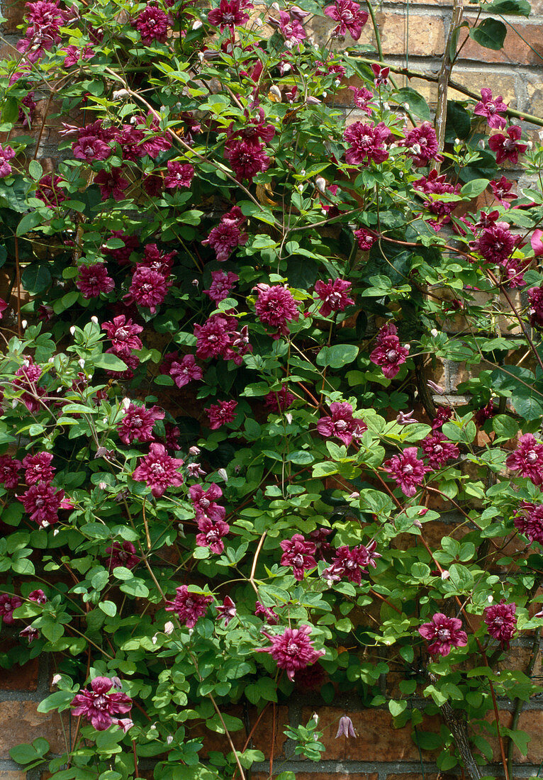 Clematis viticella 'Purpurea plena elegans' on wall