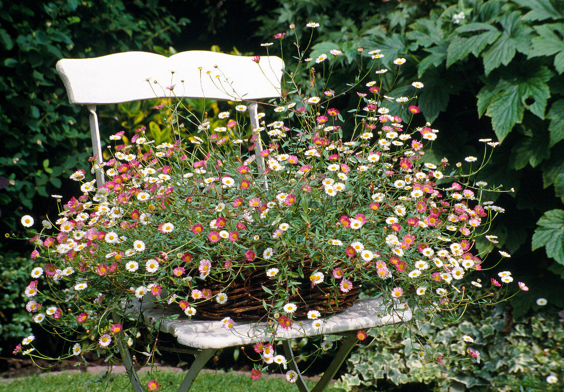 Erigeron karvinskianus / Spanisches Gänseblümchen in Korb auf Stuhl gestellt