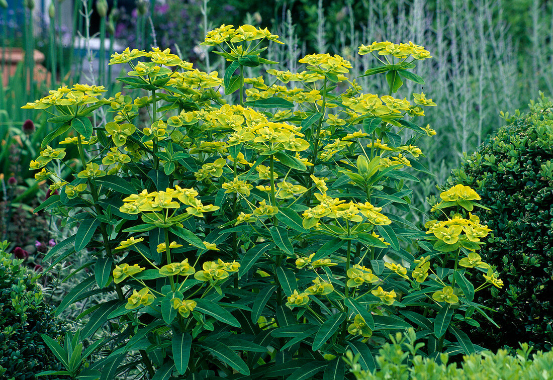 Euphorbia schillingii (milkweed)