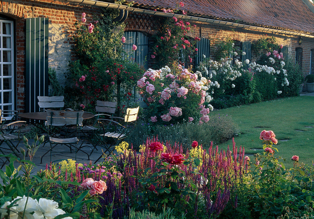 Seating Roses, Salvia