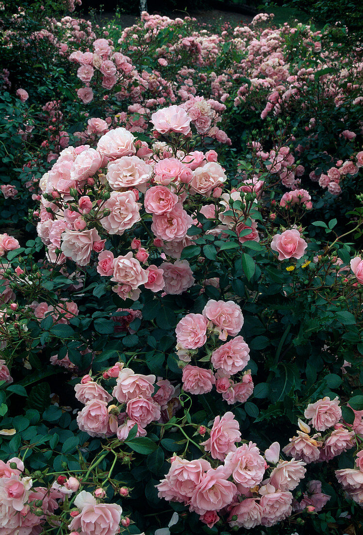 Pink 'Bonica' (floribundarose), robust and often flowering