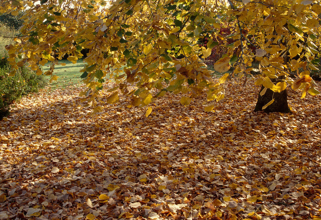 Tilia cordata with yellow autumn leaves, leaves lie under the tree on the lawn