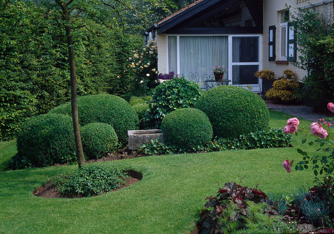 Buxus (Buchs) Kugeln, Hedera (Efeu), steinerne Vogeltränke, Hecke