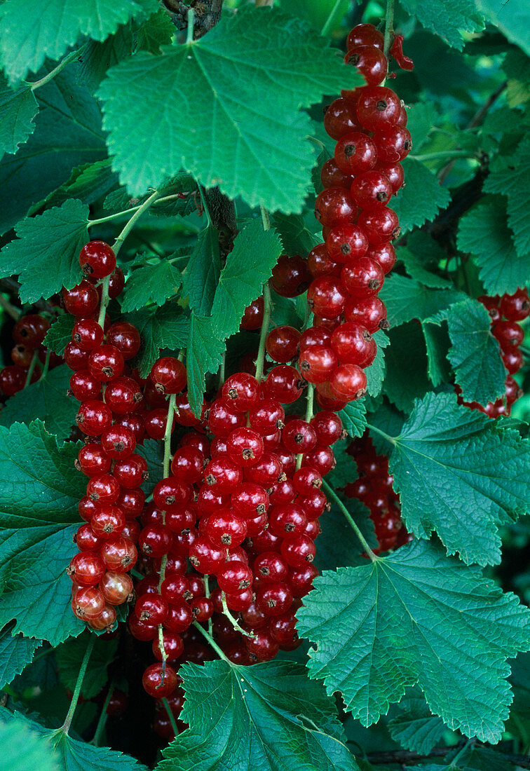 Rote Johannisbeeren / Ribes rubrum