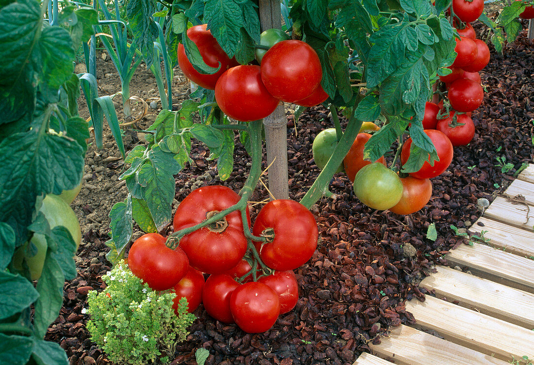 Tomato 'Jona' in the bed