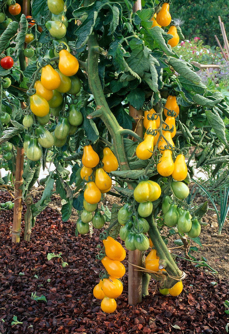 Tomatoes 'Yellow Pear' (Lycopersicon) in the bed