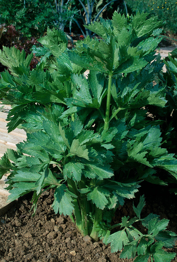 Sellerie (Apium graveolens) im Beet