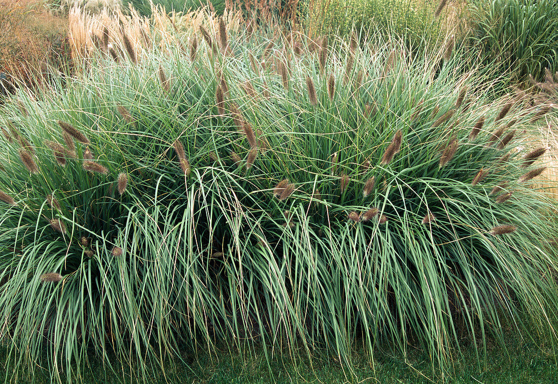 Pennisetum alopecuroides 'Japonicum' (Brown Lamprey Grass)