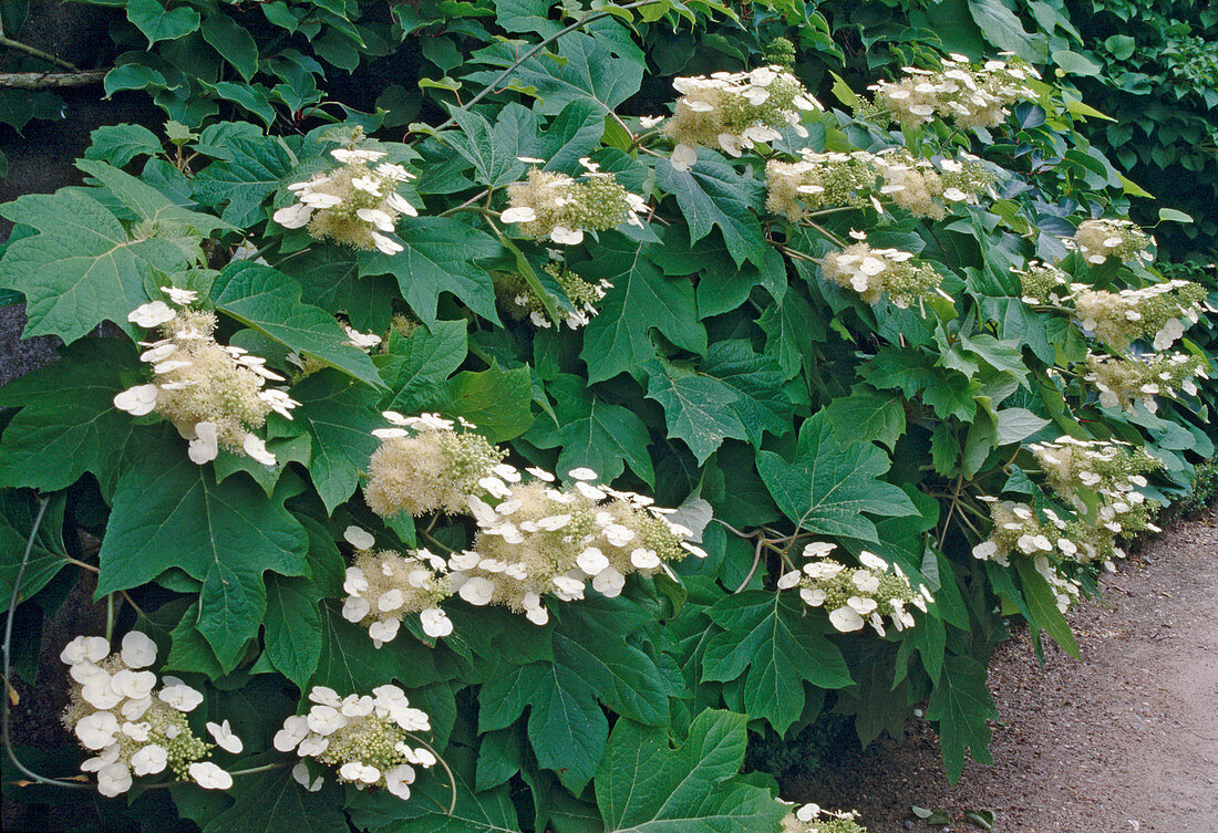 Hydrangea quercifolia (Eichenblättrige Hortensie)
