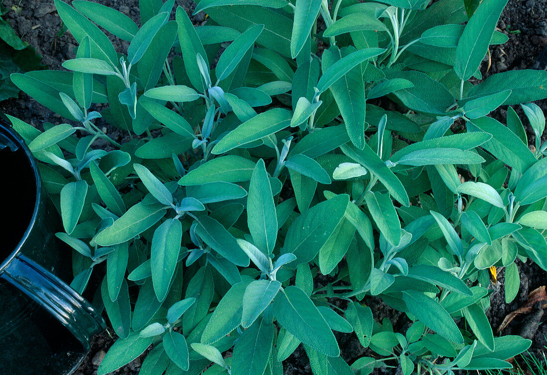 Salvia officinalis (Salbei)