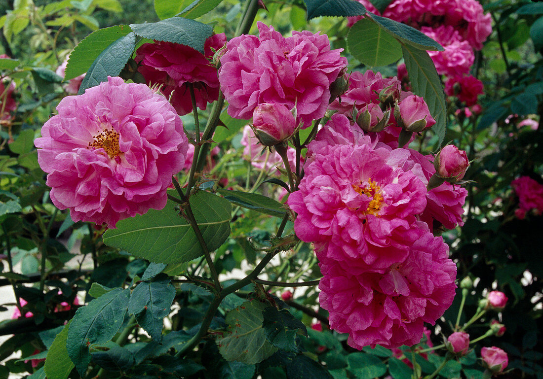 Rosa wichuriana 'Alexandre Girault' (Ramblerrose, Kletterrose), einmalbluehend mit gutem Duft