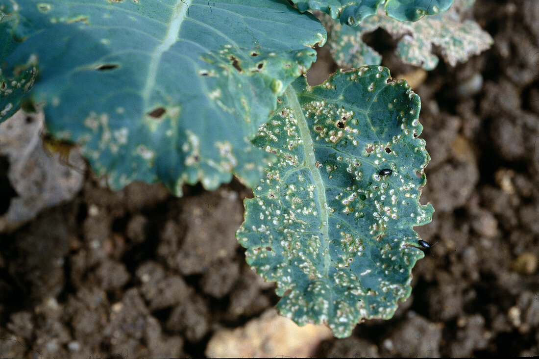 Cabbage leaf with ground fleas, beetles bite holes in the leaves