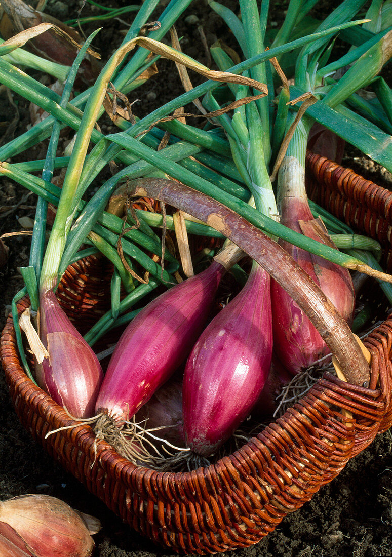 Red onions, Torpedo onion Tropeana Lunga in the basket