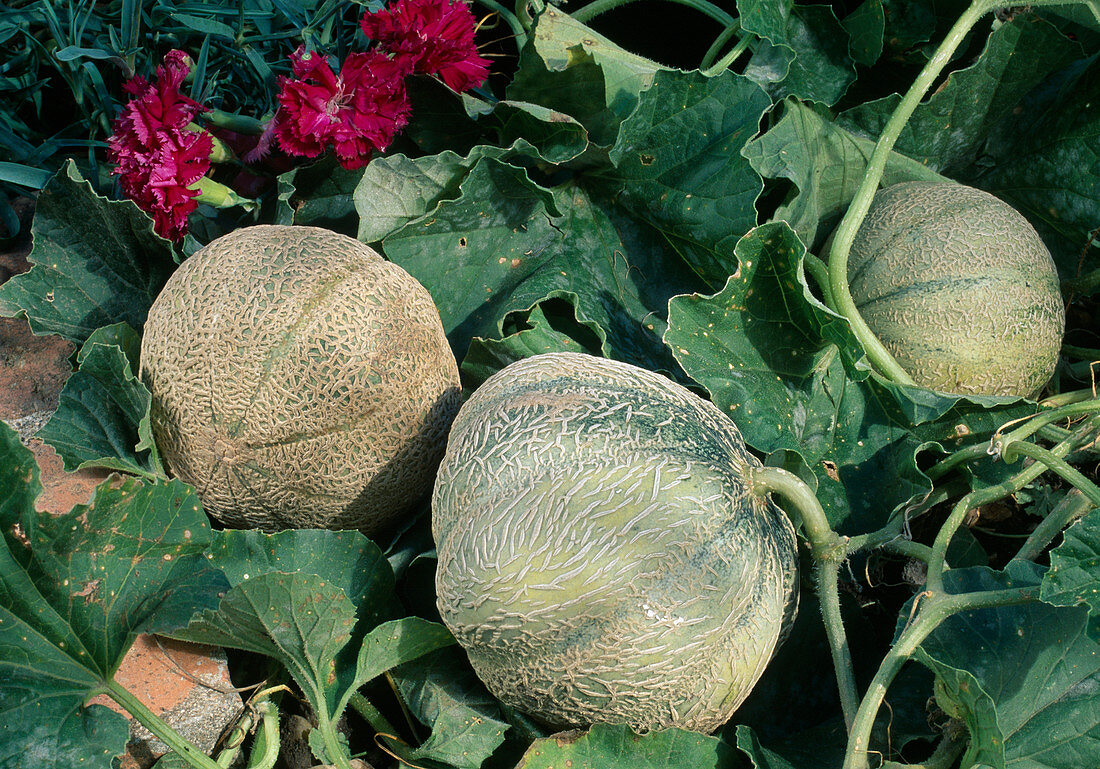Charentais melon (musk melon) in the bed