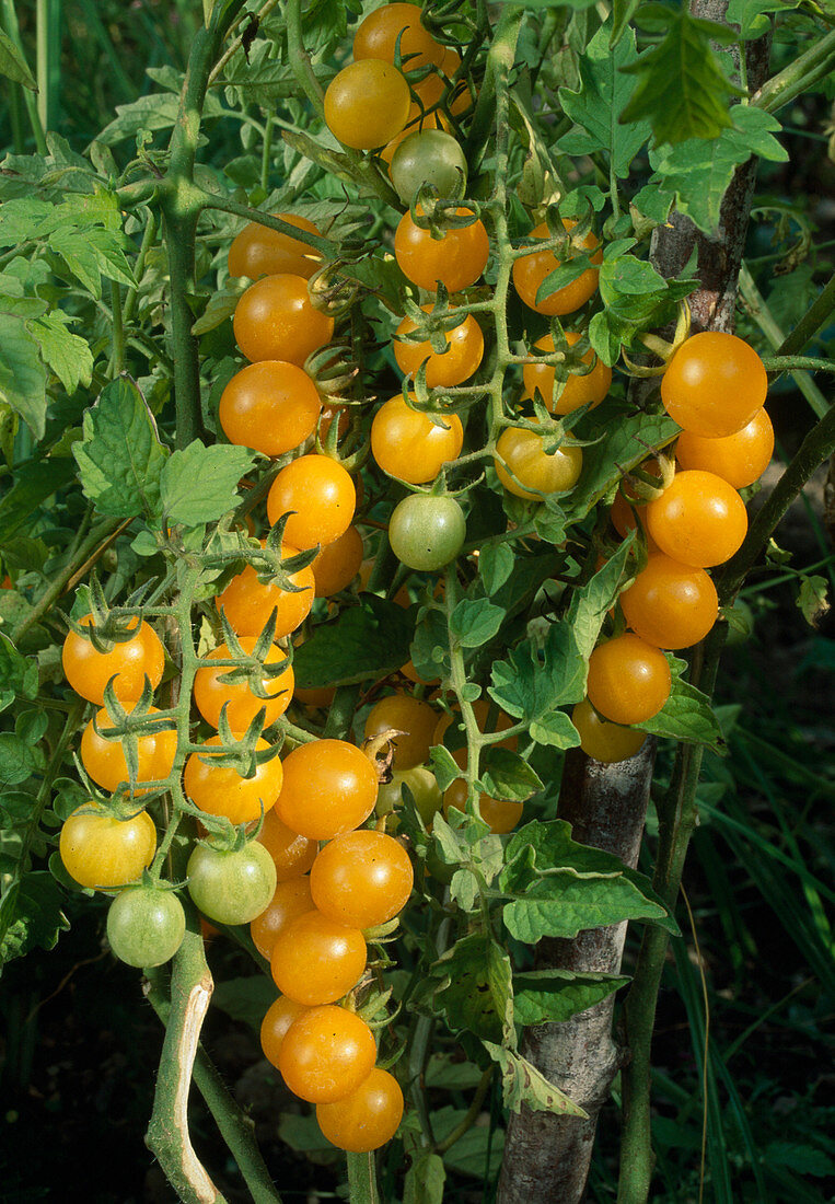 Yellow cherry tomatoes 'Garden Peach'