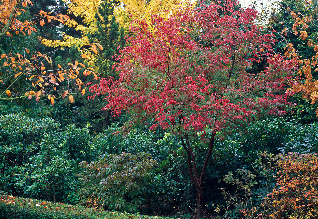 Acer griseum (Zimt-Ahorn) in Herbstfärbung