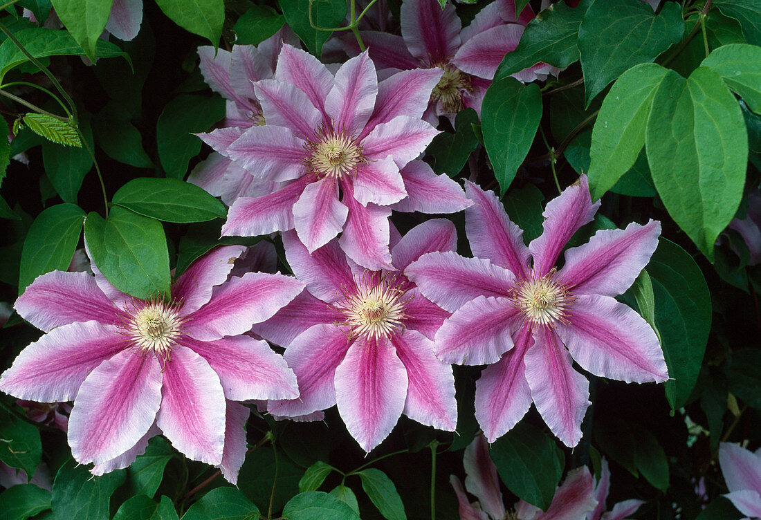 Clematis 'Dr Ruppel' (Waldrebe)