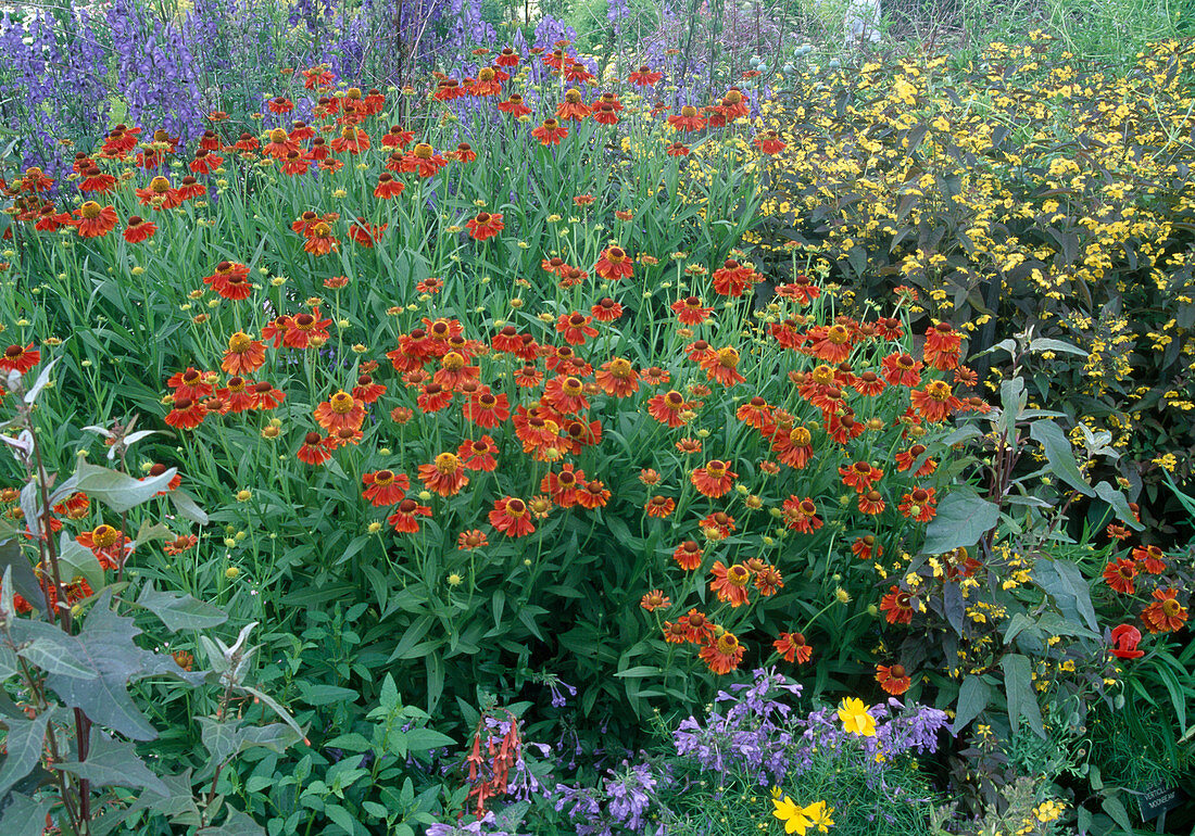 Helenium 'Indianersommer' (Sonnenbraut) und Lysimachia ciliata 'Firecracker' (Bronze-Felberich)