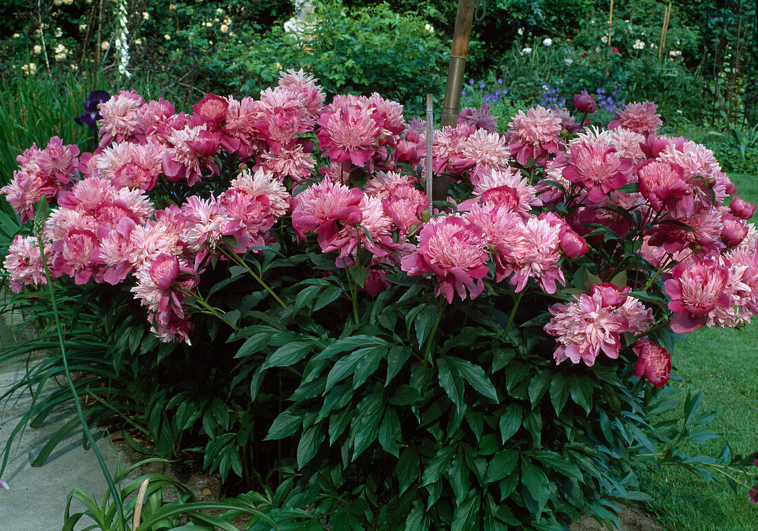 Paeonia 'Magic Orb' (peony) in flower bed