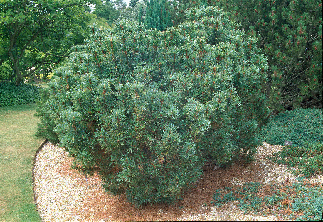 Pinus pumila 'Compact' (Dwarf pine) in the pebble bed