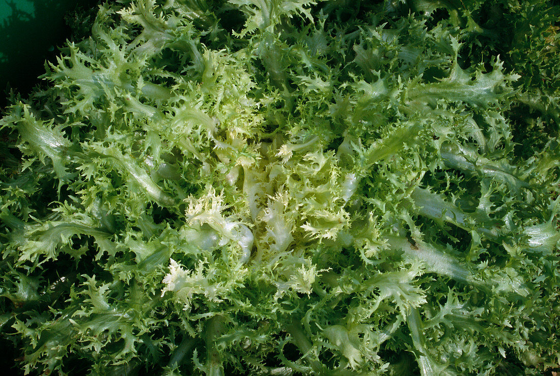 Endiviensalat - Friseesalat (Cichorium endivia)