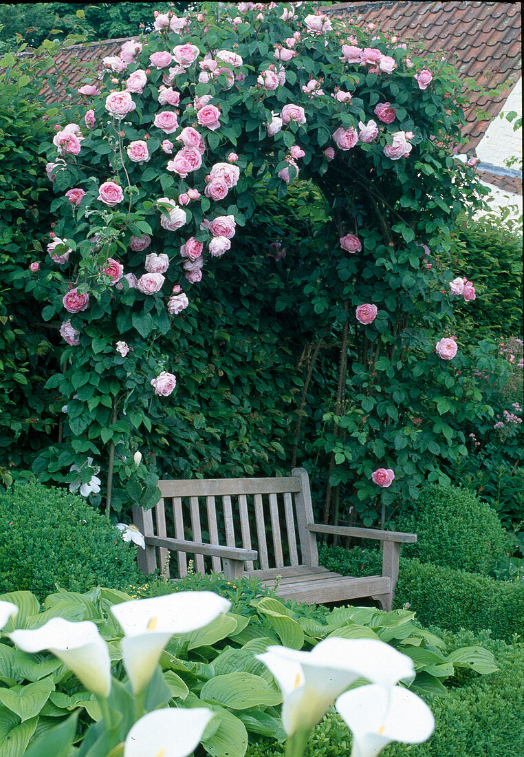 Garden bench under rose arch and books in the garden