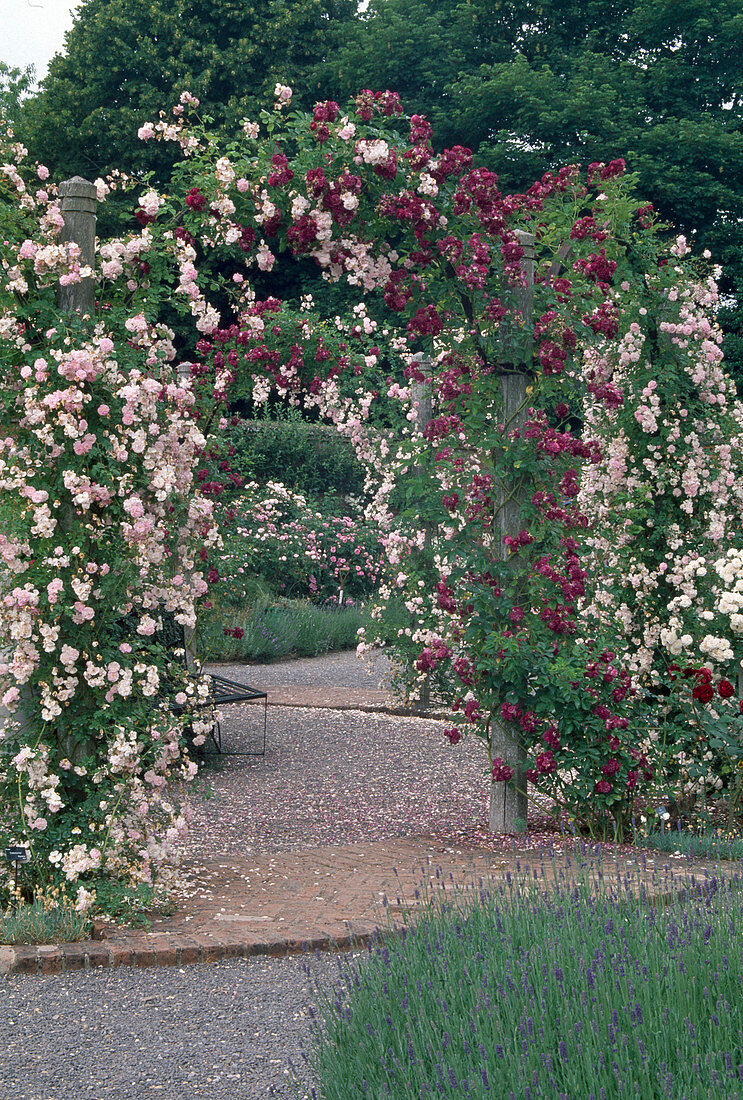 Pink 'debutante', 'magenta' (rambler roses) overgrow the archway