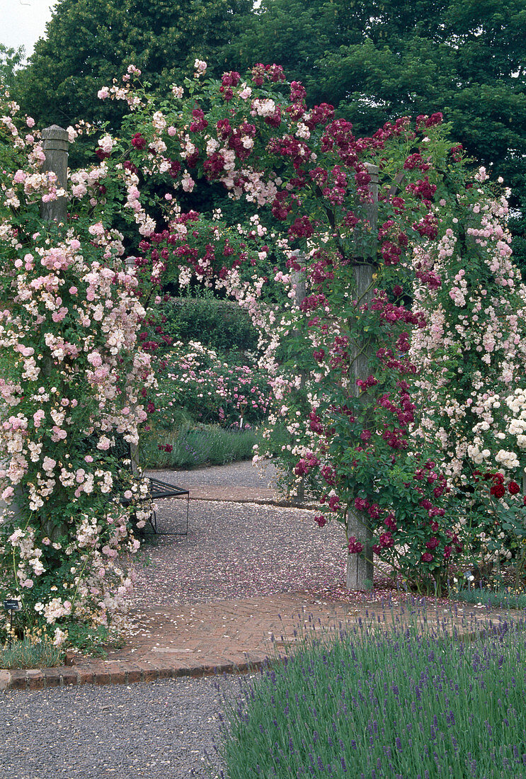 Rosa 'Debutante' 'Magenta' (Ramblerrosen) überwachsen Torbogen