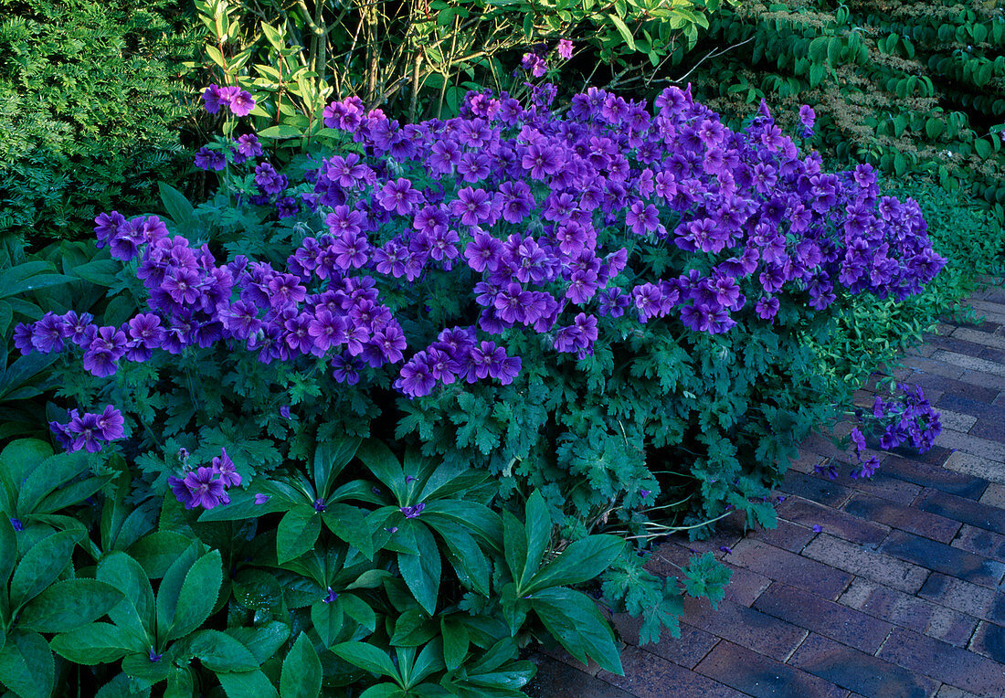 Geranium x magnificum