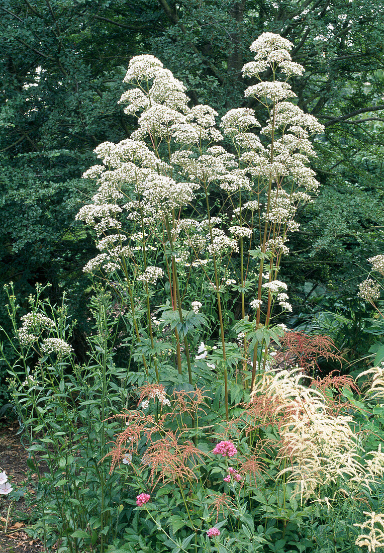 Flowering valerian in the bed with astilbe