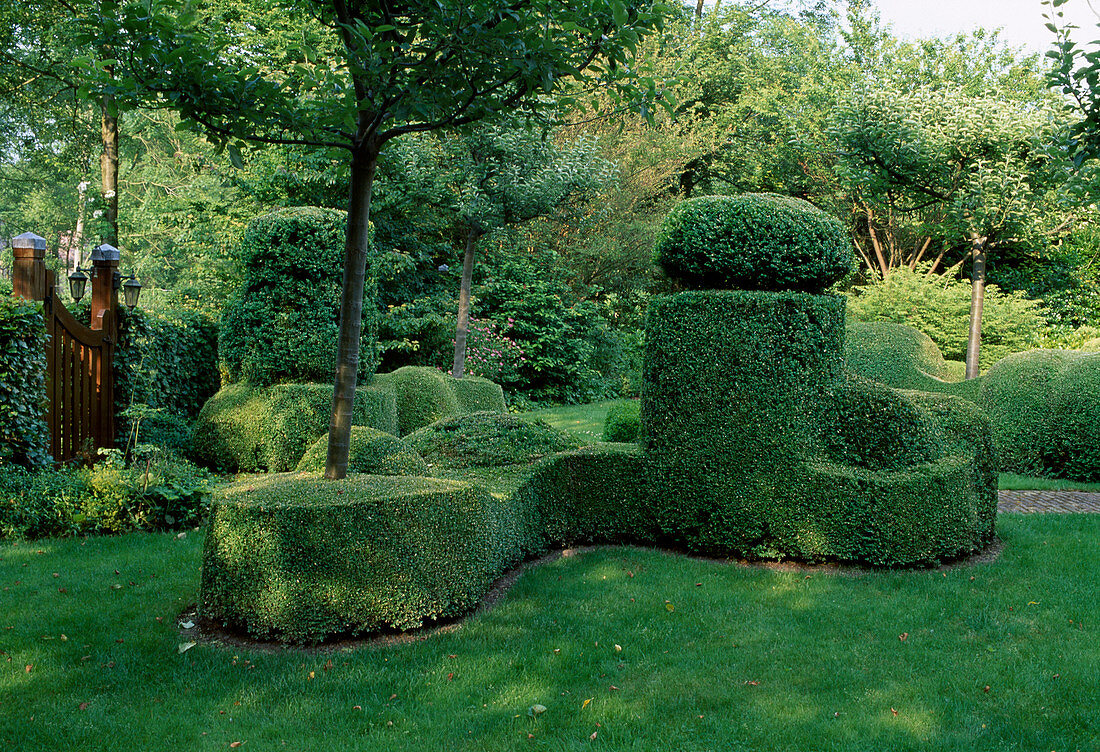 Topiary mit Buxus sempervirens (Buchs) zu kunstvollen Skulpturen geschnitten