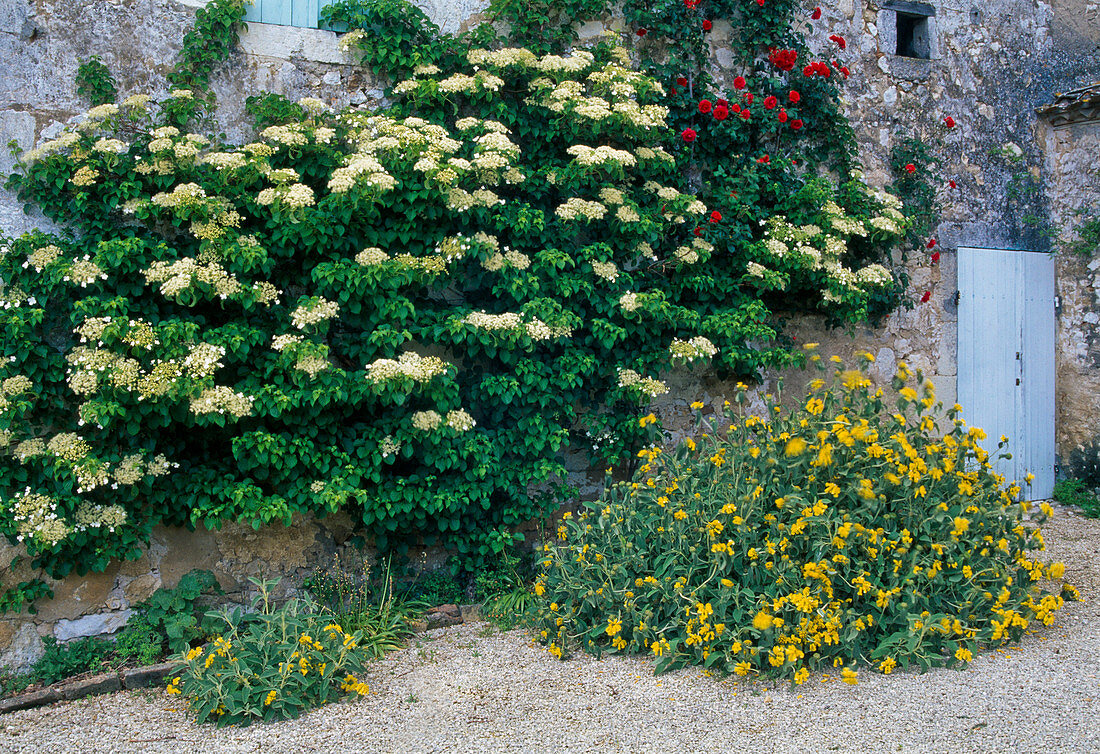 Hydrangea petiolaris (Kletterhortensie), Phlomis fruticosa (Brandkraut)