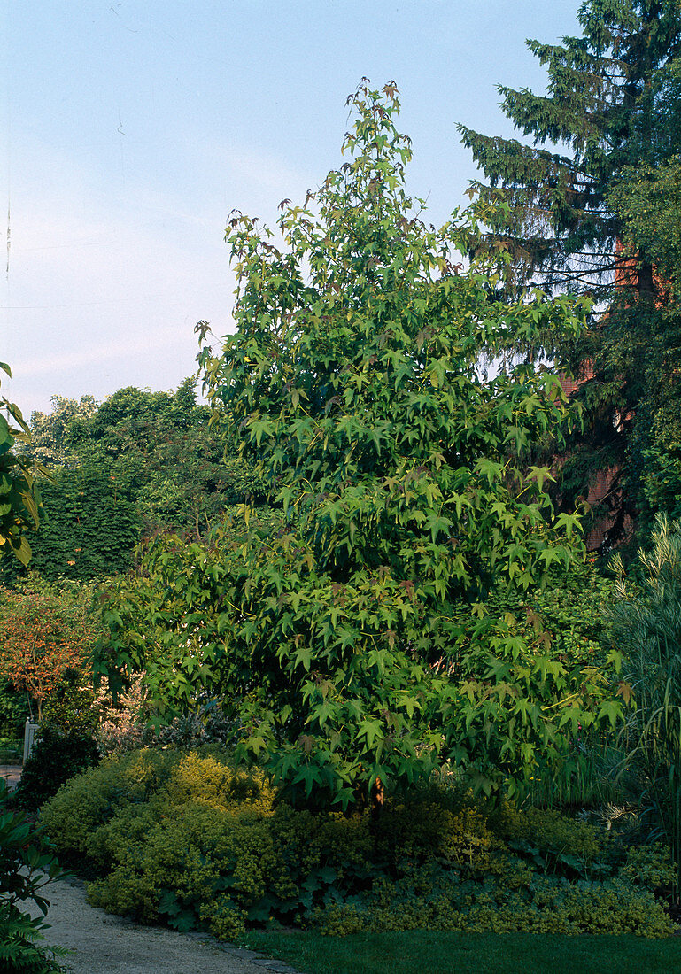 Liquidambar styraciflua (Amberbaum)