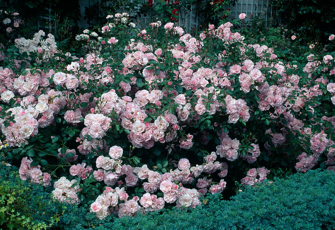 Rosa 'Bonica' Strauchrose, öfterblühend, kaum duftend, Weltrose
