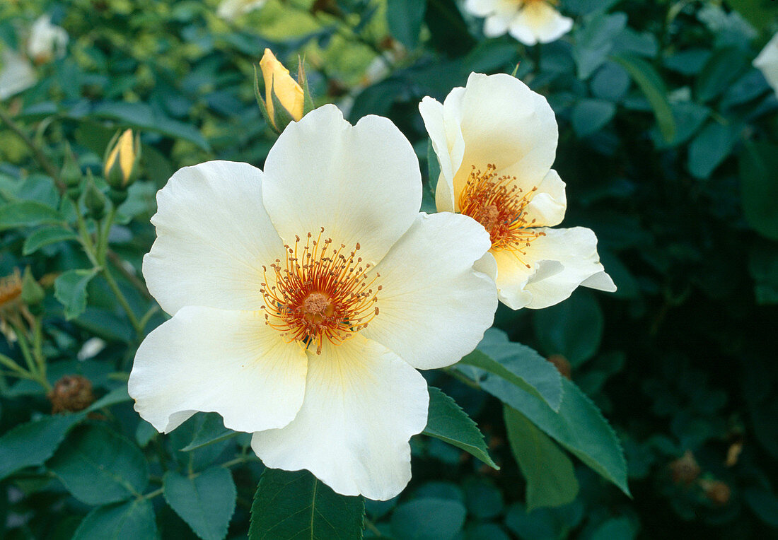 Rosa ' Golden Wings'(Strauchrose), oefterbluehend, leichter Duft