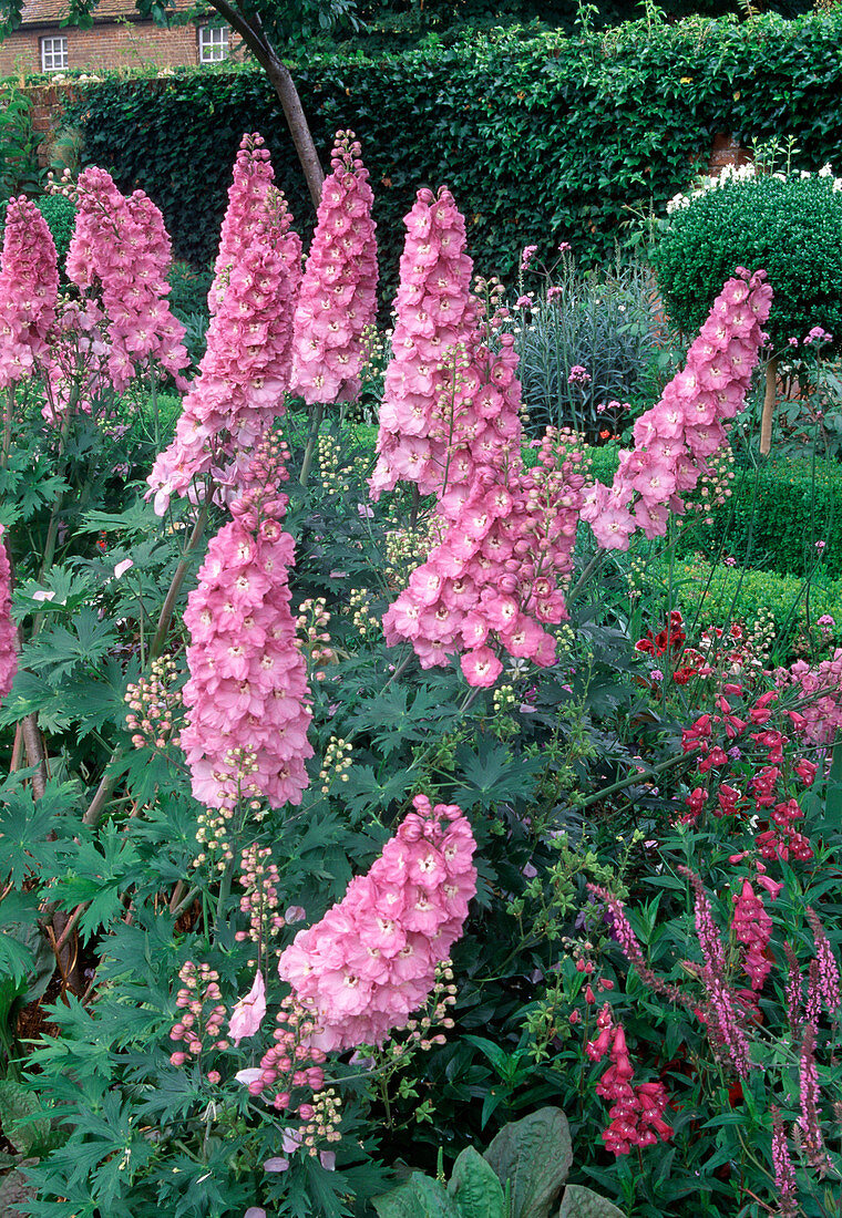 Delphinium 'Astolat' (Rittersporn)