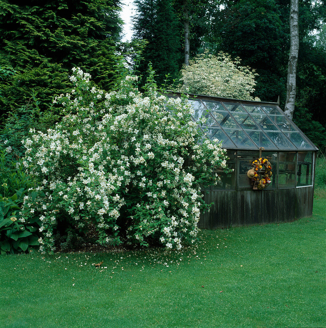 Philadelphus 'Belle Etoile' (pipe shrub), greenhouse, lawn