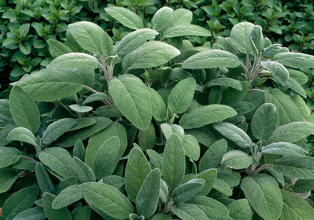 Salvia officinalis / Salbei