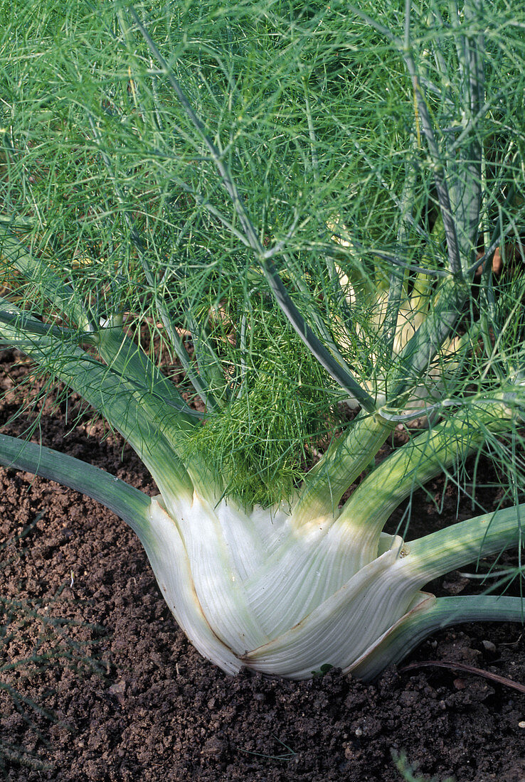 Foeniculum dulce 'Argo' (tuber fennel)