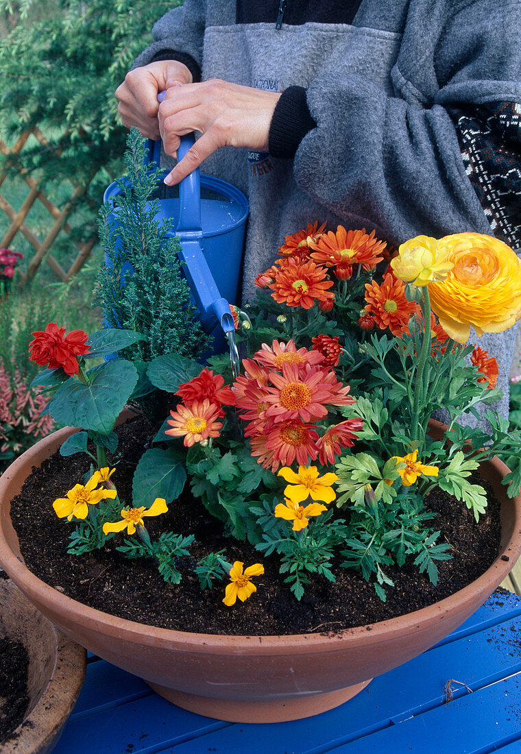 Plant bowl with summer flowers - water well on the pre-planted bowl