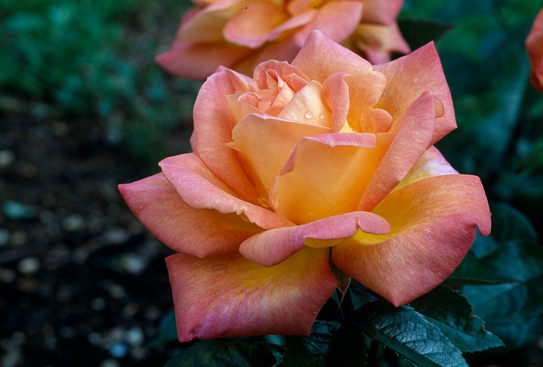 Rosa 'Bellevue' Teehybride von Poulsen , öfterblühend, leichter Duft